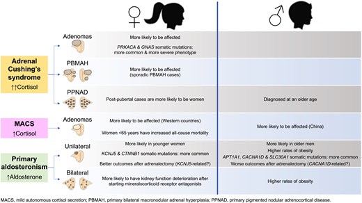 Euro J Endocrinology (@ejendo) on Twitter photo Sexual dimorphism in benign adrenocortical tumours by Onnicha Suntornlohanakul, Cristina L Ronchi, Wiebke Arlt, Alessandro Prete <a href="/AlePreteUoB/">Alessandro Prete</a>
EJE Volume 192, Issue 5, May 2025
Open access 👉 doi.org/10.1093/ejendo… Sexual dimorphism in benign adrenocortical tumours by Onnicha Suntornlohanakul, Cristina L Ronchi, Wiebke Arlt, Alessandro Prete <a href="/AlePreteUoB/">Alessandro Prete</a>
EJE Volume 192, Issue 5, May 2025
Open access 👉 doi.org/10.1093/ejendo…