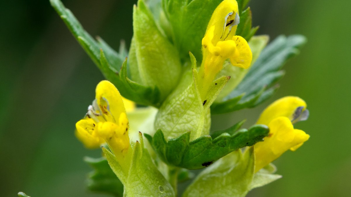 Plantlife tweet media