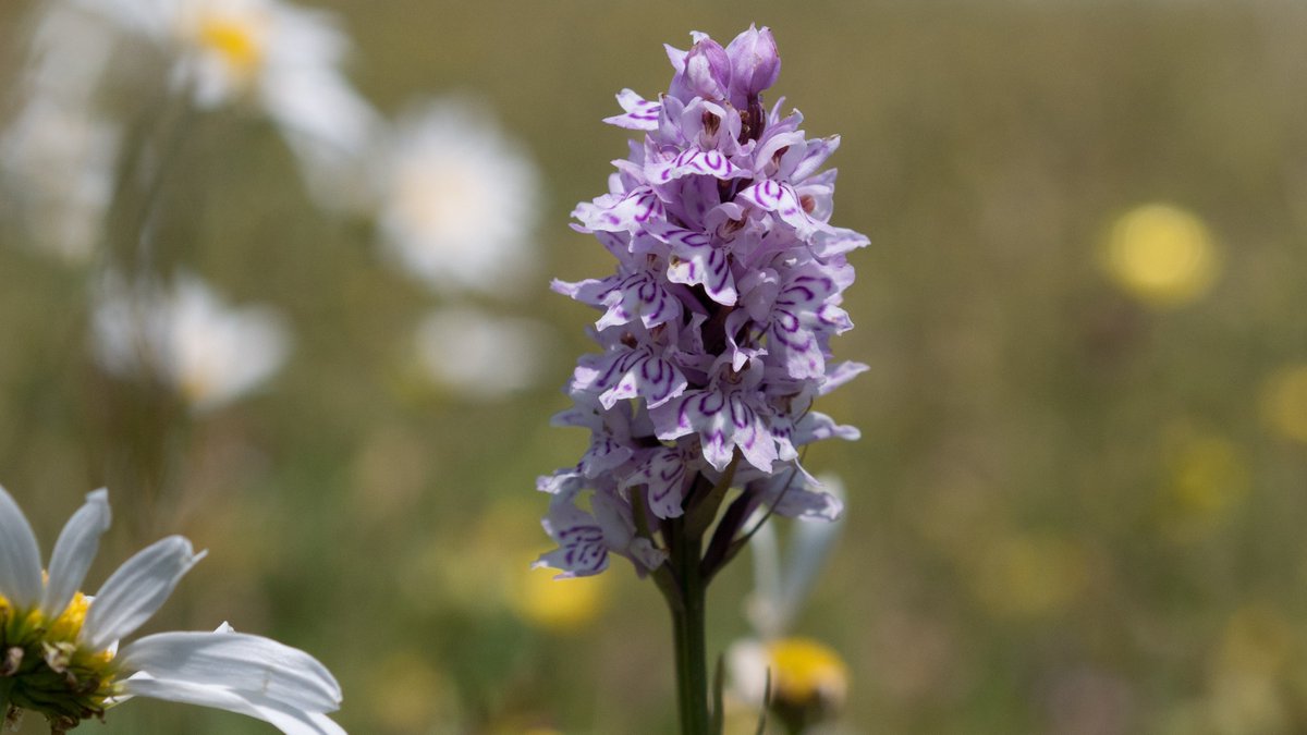 Plantlife tweet media