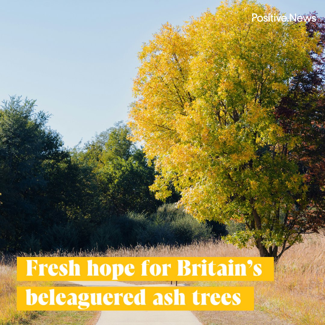 PositiveNewsUK's tweet image. Britain’s ash trees are showing resistance to the fungal disease that has devastated millions across Europe, suggesting a natural recovery may be underway
positive.news/society/good-n…