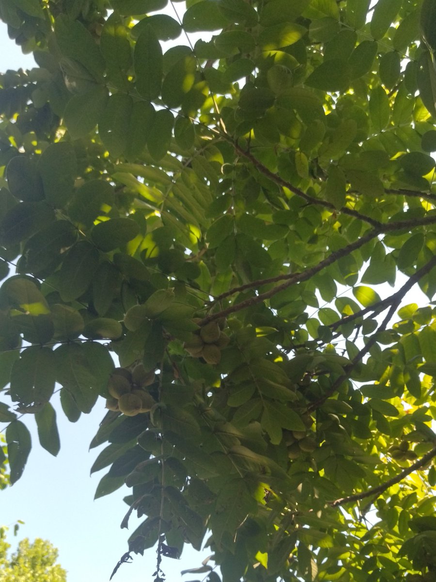 野生山核桃，一串串的但是壳厚扎手不好砸