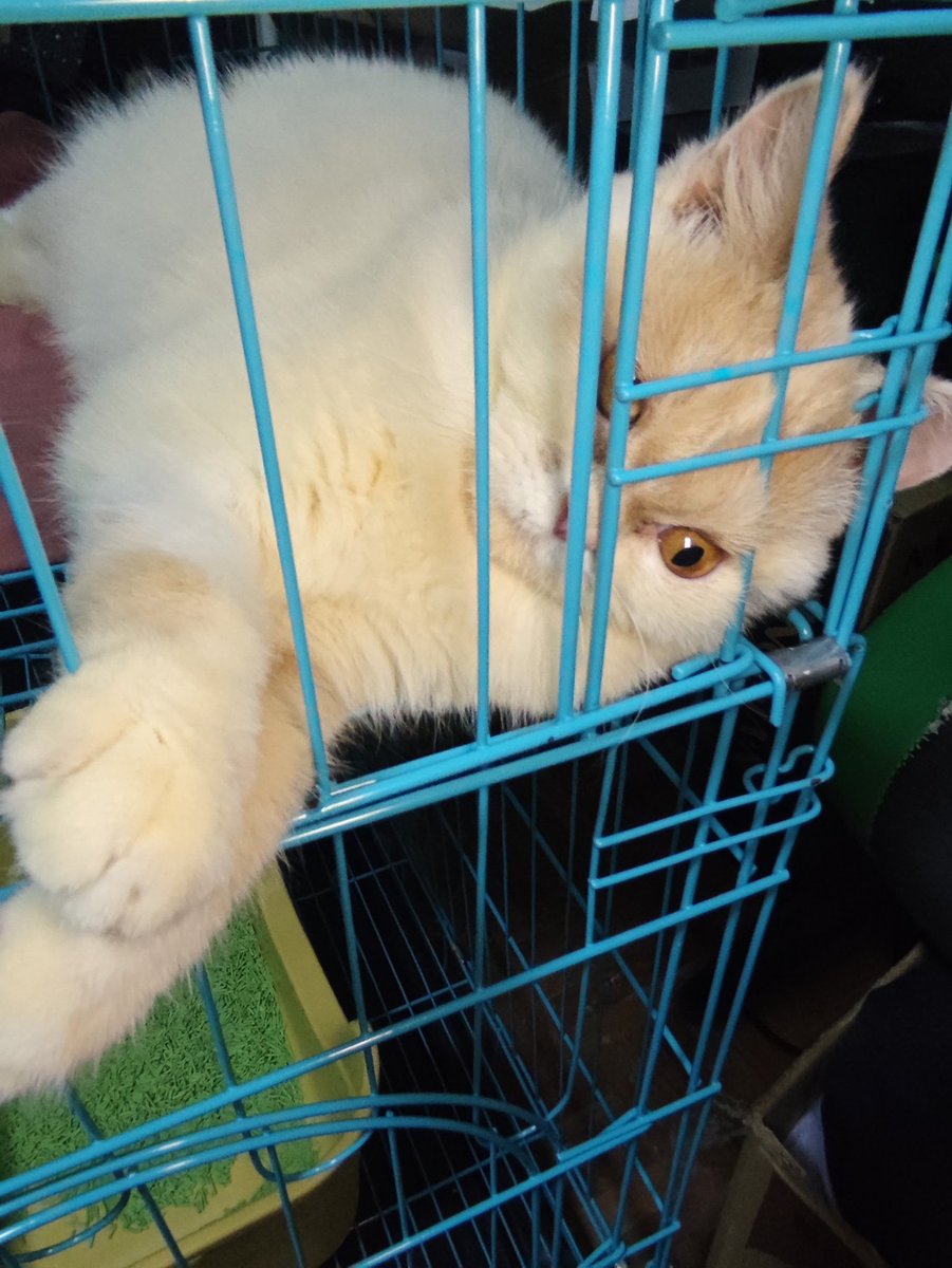 You can see the fierce through his eye