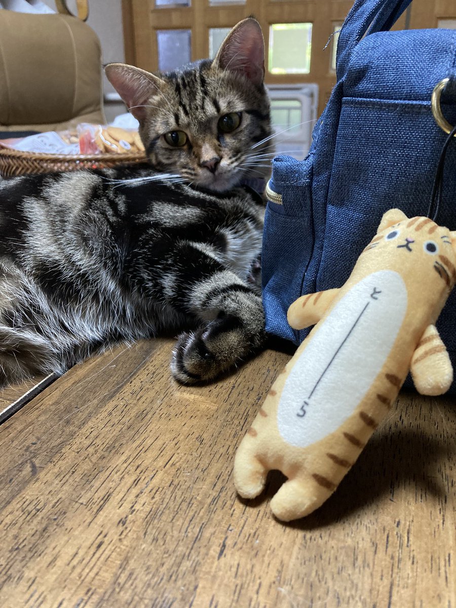 とりひき(ネコ)ページ ぴーちゃん305【キジトラ招き猫作ってます】 on X: 