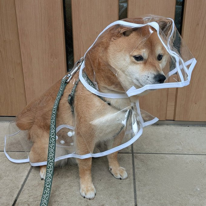 Taddaily's tweet photo. $KOJIRO not just a meme, but a member of the family. 🐶
Look at that face. That raincoat. That vibe.
This isn’t just a cute dog this is Kojiro, and he brings joy wherever he goes.
As an animal lover, I don’t just hold $KOJIRO for gains.
 I hold it because it reminds me of love, loyalty, and laughter.
Let’s spread this joy across the chain. Let Kojiro touch more hearts.
https://t.co/004GaTPx4e