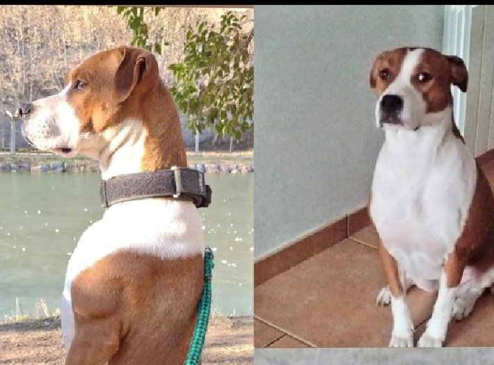 Erta (@erta2017) on Twitter photo #XarxaBarcelonaAdoocions
#Osona <a href="/OsonaProtectora/">Protectora d'Animals d'Osona</a>
‼️EXTREMADAMENT URGENT
Mokka no tiene donde ir 💔
Es un cielo de perrita y tiene que marchar de donde está 🆘
URGE #adopción o #acogida
Tamaño mediano, esterilizada
☎️639037541 #XarxaBarcelonaAdoocions
#Osona <a href="/OsonaProtectora/">Protectora d'Animals d'Osona</a>
‼️EXTREMADAMENT URGENT
Mokka no tiene donde ir 💔
Es un cielo de perrita y tiene que marchar de donde está 🆘
URGE #adopción o #acogida
Tamaño mediano, esterilizada
☎️639037541