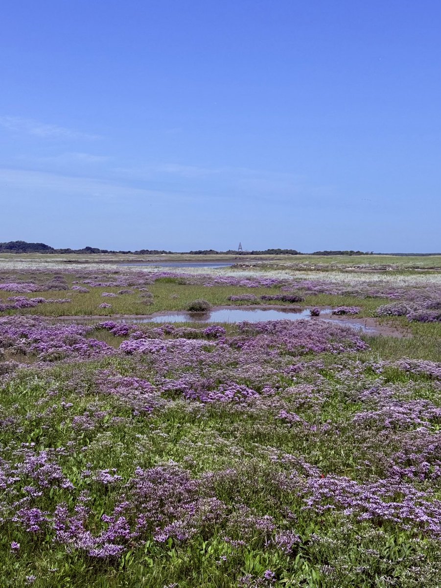 TalsmaC's tweet image. Lamsoor en zeealsem,onze kleurplaat van de kwelder #Schiermonnikoog