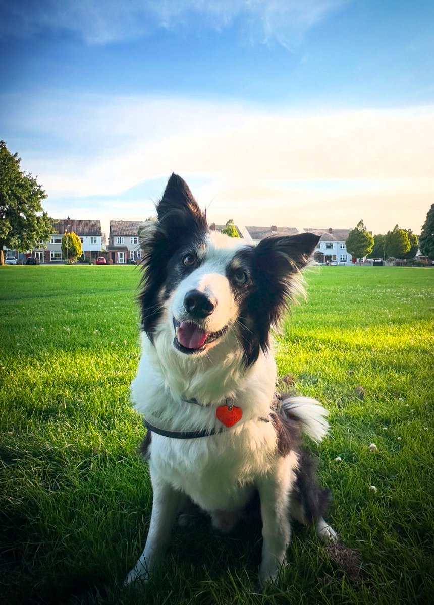 The dog thread

Enjoy it, join in