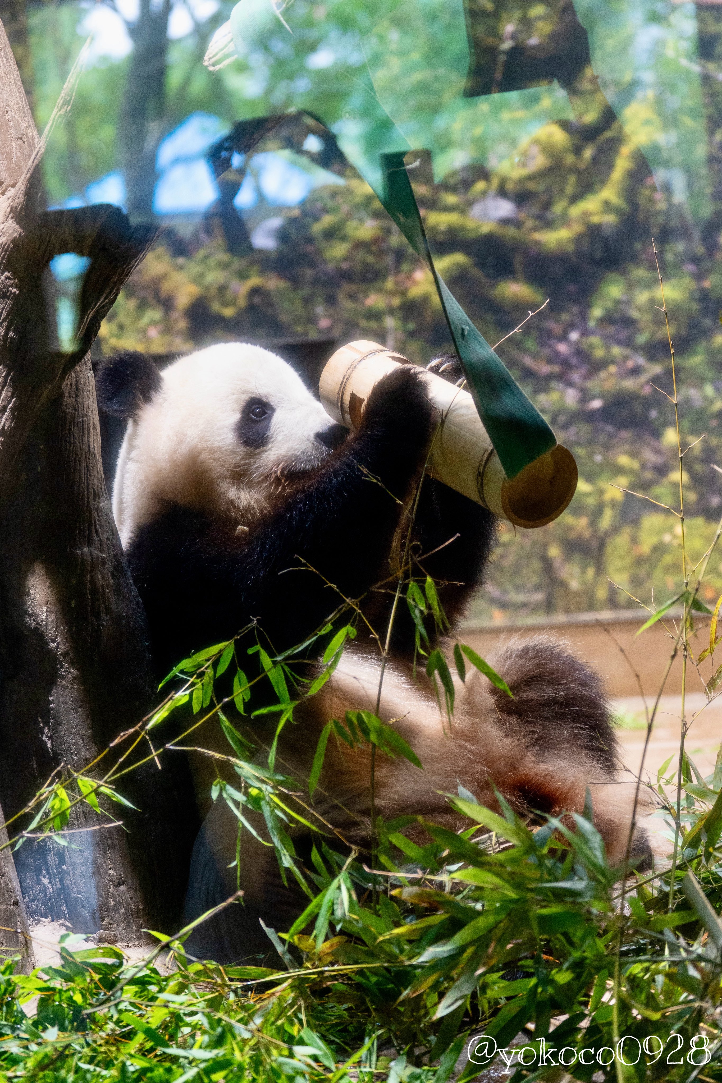 よここ🐼 on X: 
