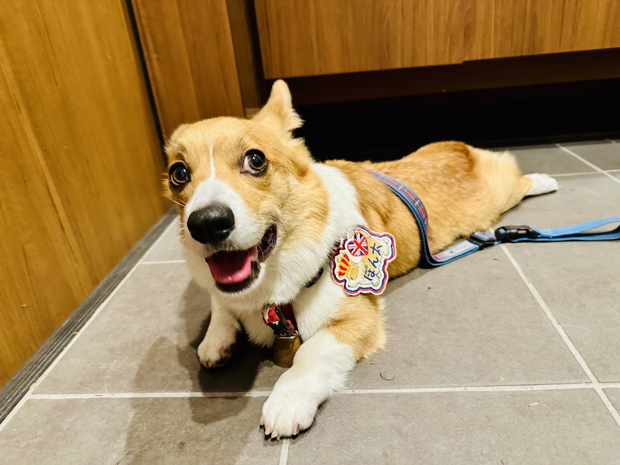Amazon.co.jp: CORGI コーギー 100周年 フライトコレクション