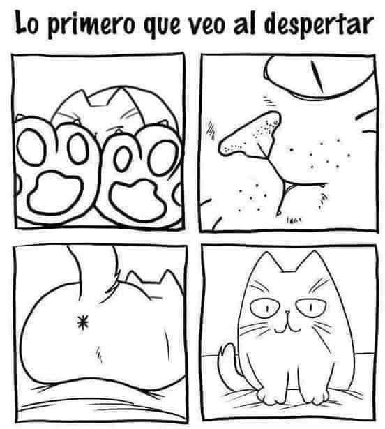 Así mi despertar diario 🐱🥰
