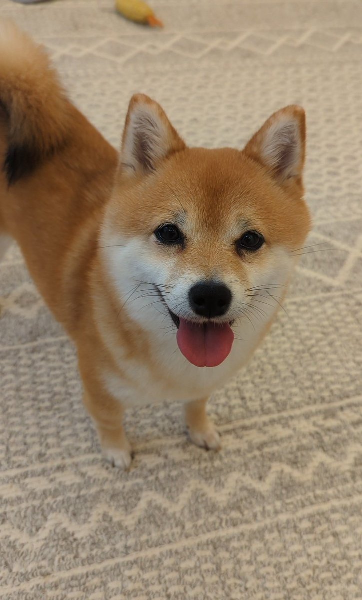 fukuhime_inu's tweet image. 東京ドームでこいほーわん

#都犬福
#待ちわびたわん
#柴犬のいる暮らし　#柴犬