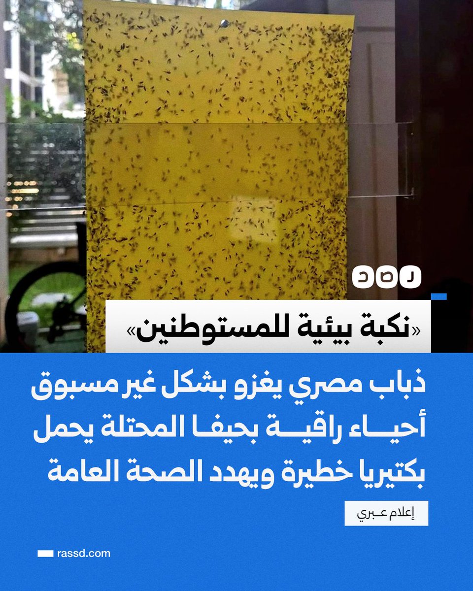 تغطية صحفية | «يحمل بكتيريا خطيرة»..
إعلام عبري: ذباب مصري من نوع «دروسوفيلا البحثية» يغزو أحياء راقية في حيفا المحتلة، ويهدد الصحة العامة

مستوطنون وصفوا ما يحدث بـ«النكبة البيئية» و«الكابوس» بعد أن قوض الذباب حياتهم اليومية