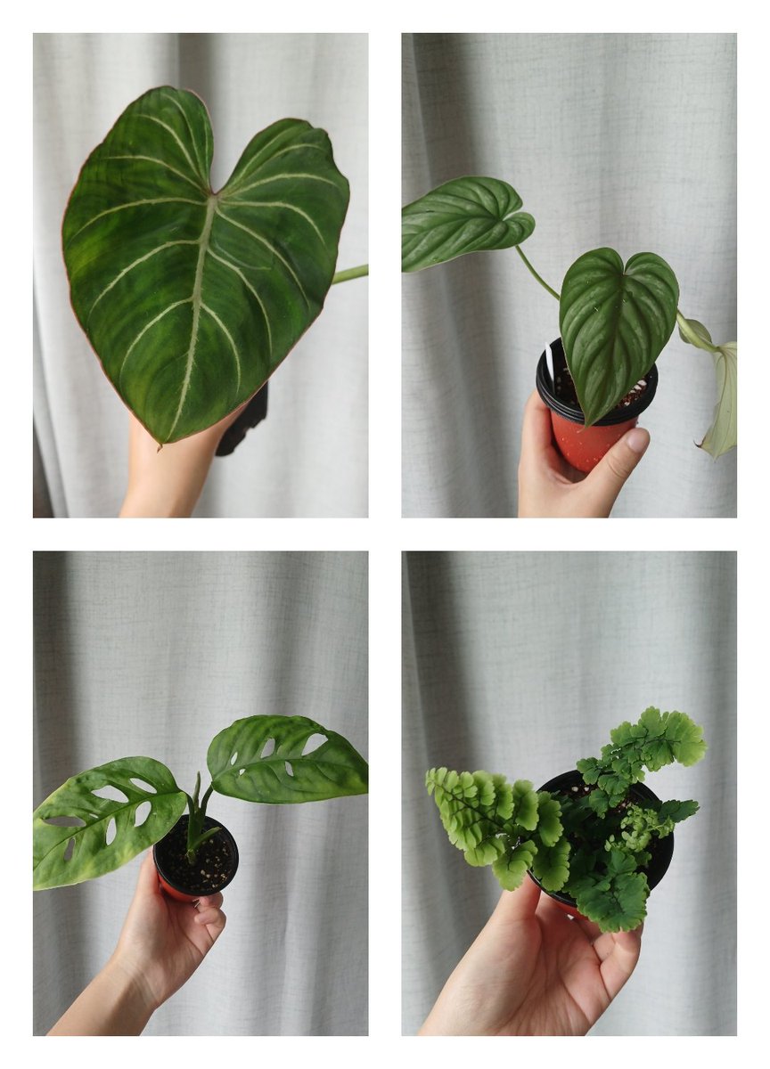 식물 정리 겸 분양합니다!
-택배비 별도(+4000원)
-2개 이상 구매하셔야 합니다(택배 포장에 품이 많이 드는 관계로😭)
*디엠은 알람이 안와요! 멘션으로 연락주세요!

분양타래 아래로 잇겠습니다!