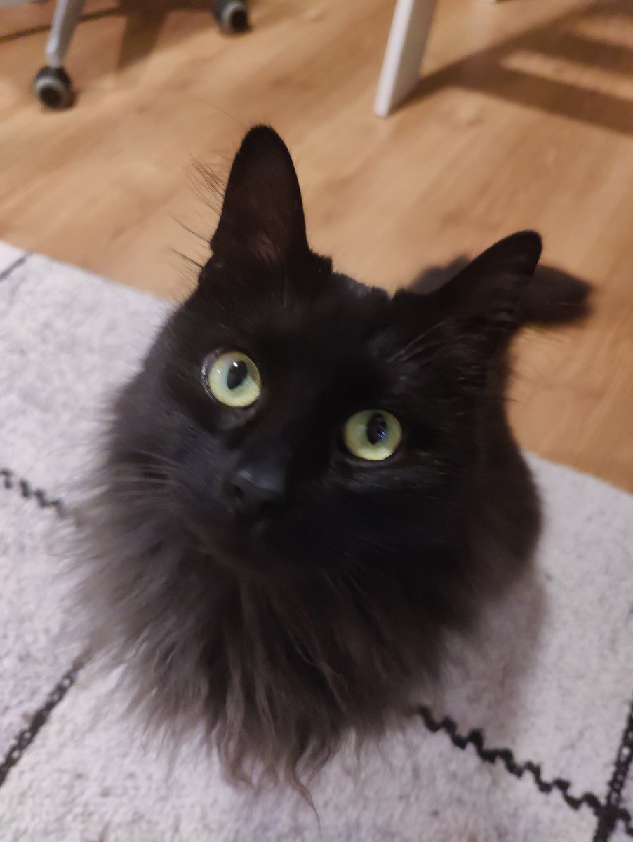 Rushmello tweet media