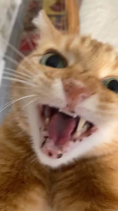 𝕁𝔸ℂ𝕆𝔹 tweet media