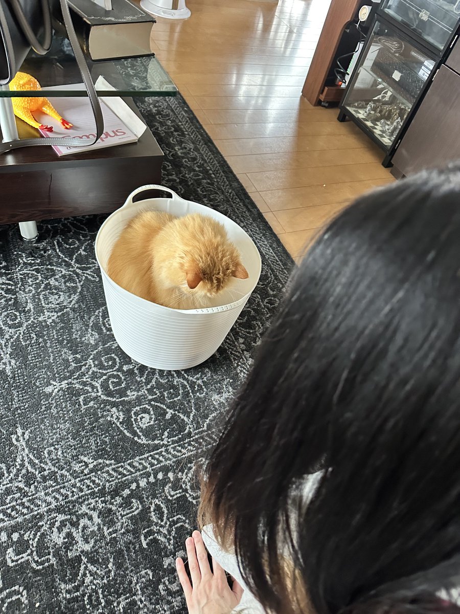 NEKOLAND13's tweet image. 朝から出かけて帰ったら猫マジ凹みしてたので今謝罪中です。