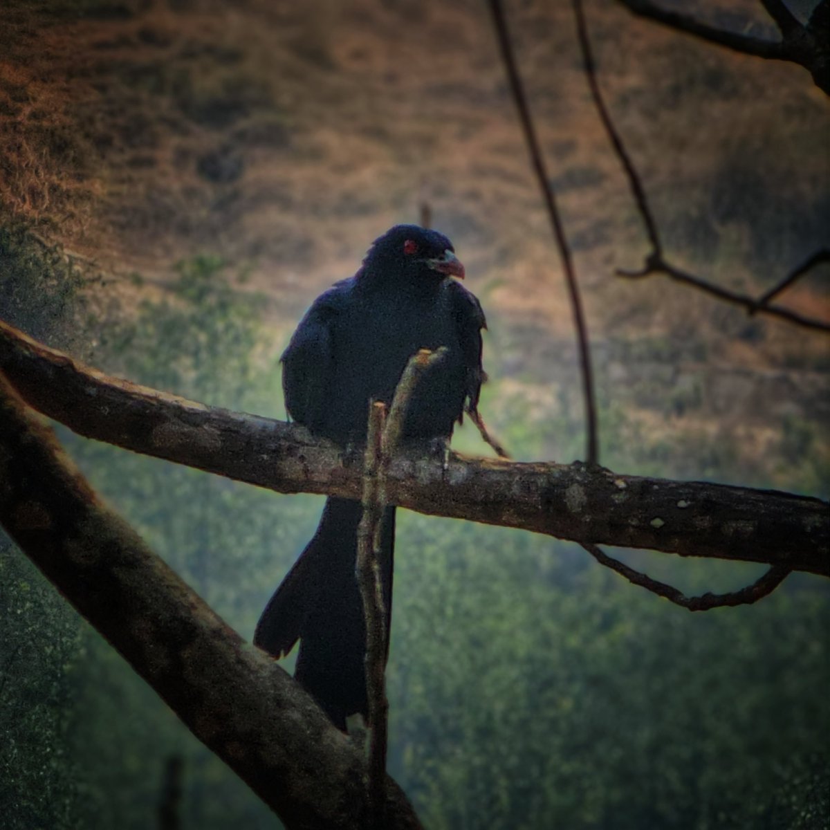 Sachin Acharya🇳🇵✨️ (@sachinacharya) on Twitter photo Share your Tree photographs!!
An Asian Koel perches on a tree branch,its striking red eyes & dark plumage contrasting with the natural backdrop💫🐦
#BirdsSeenIn2025 #birdphotography #Nature #wildlifephotography #BirdsOfX #withGalaxy #ShotOnSnapdragon
<a href="/ThePhotoHour/">#ThePhotoHour</a> <a href="/AP_Magazine/">Amateur Photographer</a> Share your Tree photographs!!
An Asian Koel perches on a tree branch,its striking red eyes & dark plumage contrasting with the natural backdrop💫🐦
#BirdsSeenIn2025 #birdphotography #Nature #wildlifephotography #BirdsOfX #withGalaxy #ShotOnSnapdragon
<a href="/ThePhotoHour/">#ThePhotoHour</a> <a href="/AP_Magazine/">Amateur Photographer</a>