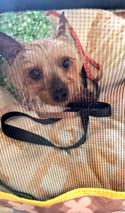 初めての病院で注射されても全く暴れず鳴かなかった賢い子です🐶 