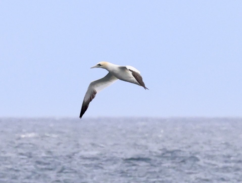 Nature pic for today: Gannet over the North Sea, Scotland