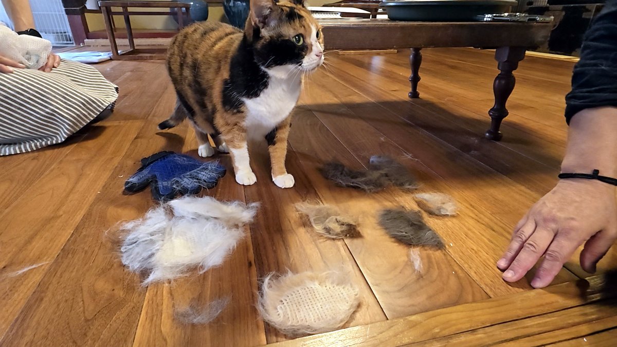 t_soft_center's tweet image. きょうは保護猫カフェで月に一度の健康診断。体重測定や爪切り、ブラッシングなどをイヤイヤさせられるネコたちの様子を撮影してきました。
#月猫カフェ