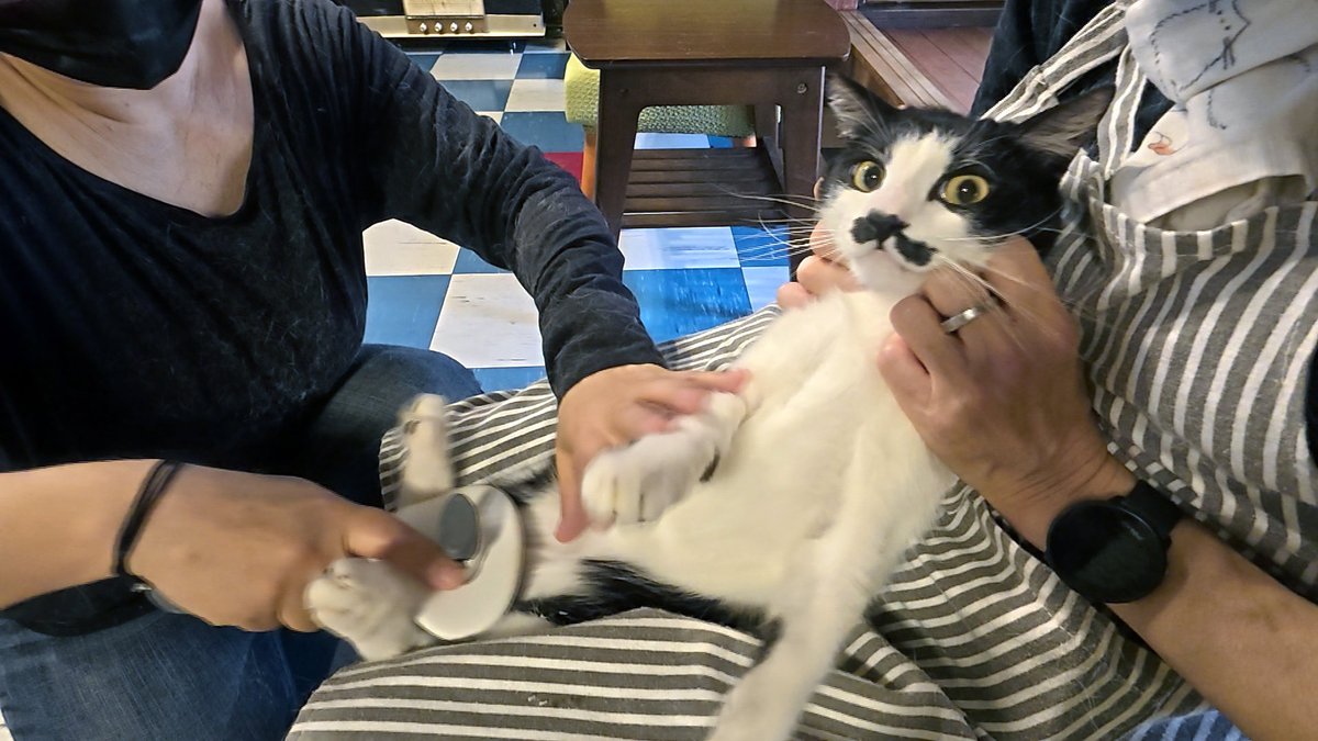 t_soft_center's tweet image. きょうは保護猫カフェで月に一度の健康診断。体重測定や爪切り、ブラッシングなどをイヤイヤさせられるネコたちの様子を撮影してきました。
#月猫カフェ