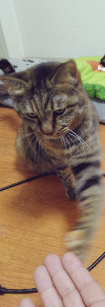 ライナが最近お手を覚えたけど、マジで高速お手すぎてwww