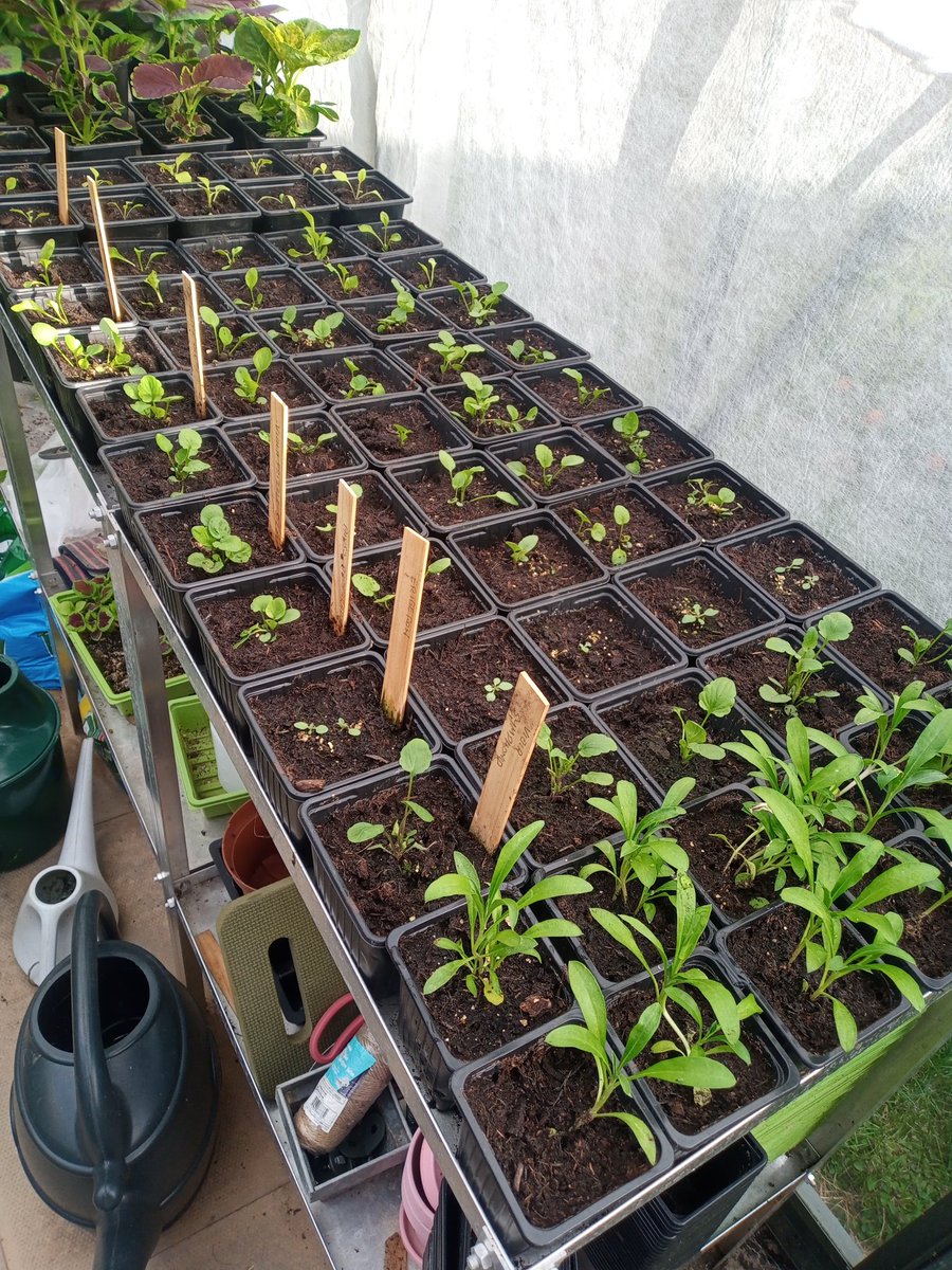 Plants the next generation. Winter and spring colour. Planing ahead.