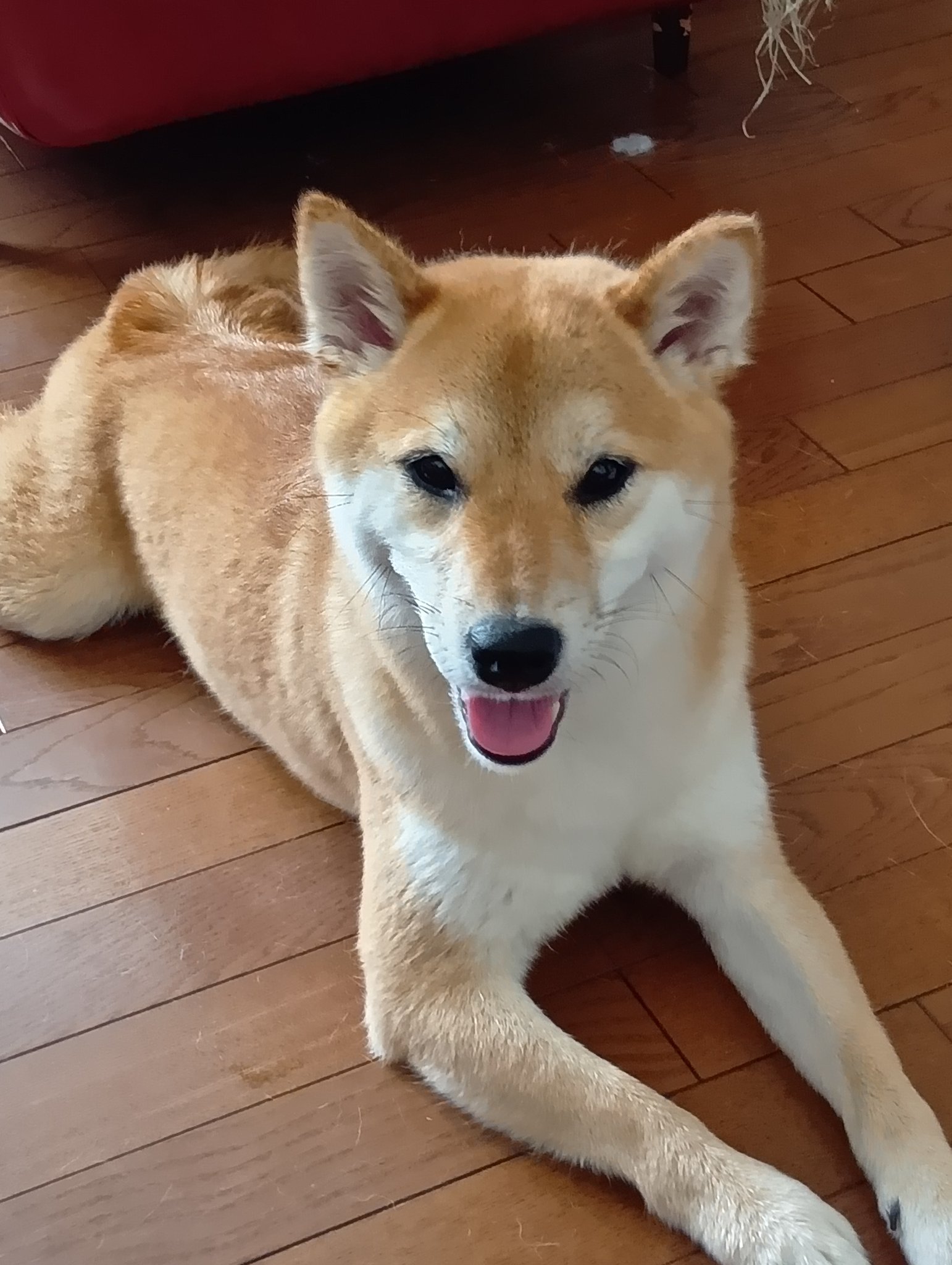 柴犬！ 5751 柴犬 黒：おもちゃ：百町森