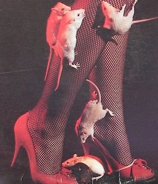 shazlstevens's tweet image. #Mouse lover ❤️