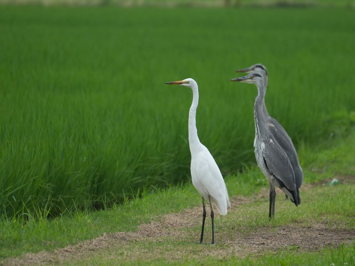 とりあえずダイサギさんの隣で様子をうかがう若アオサギたち