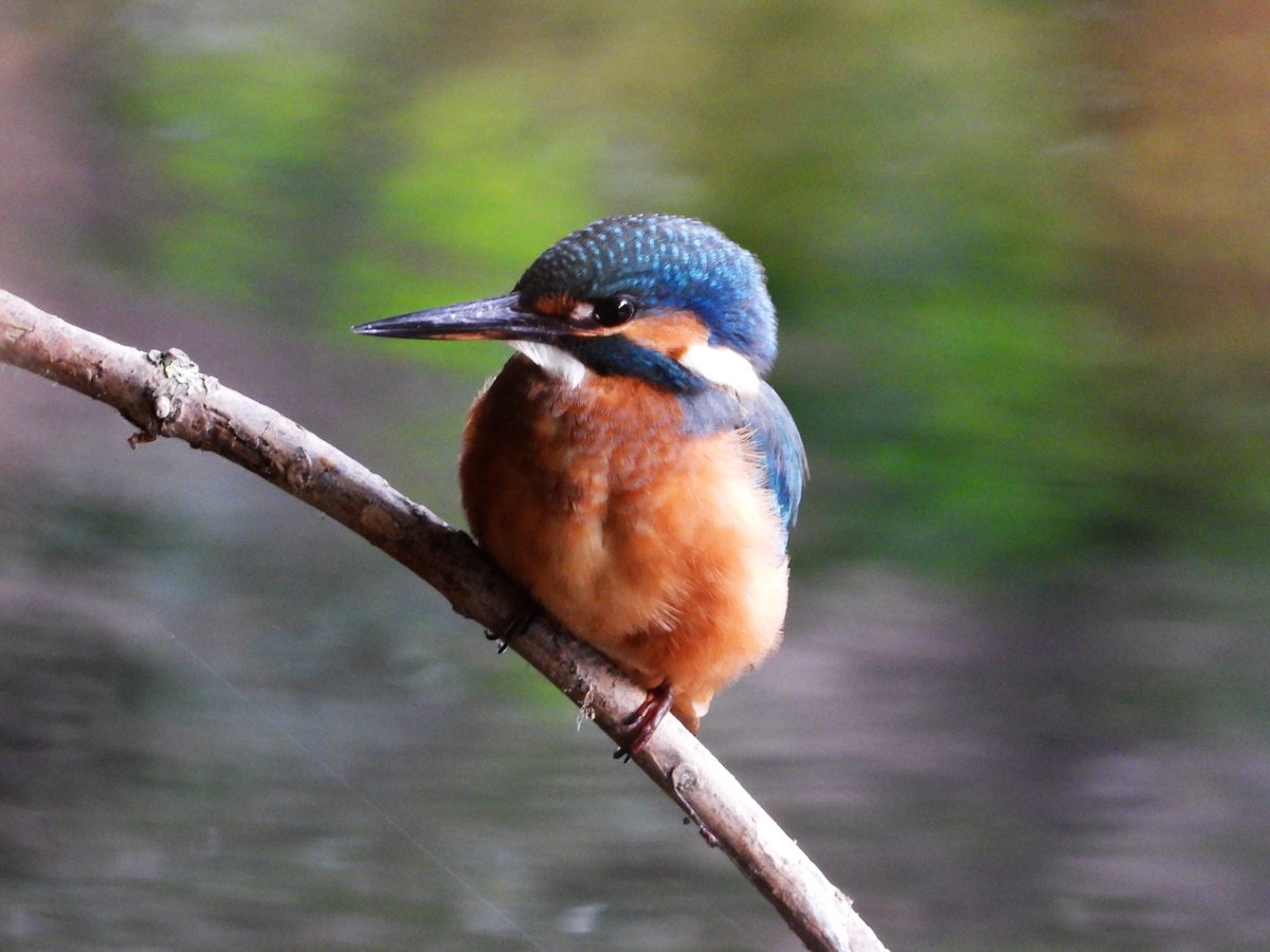 East London Kingfishers (@canalregent) on Twitter photo Back in London after 2 weeks away and was down on the River Lea early this morning with this juvenile female kingfisher showing really well.
#nature #wildlife #kingfishers #kingfisher #birdphotography <a href="/Natures_Voice/">RSPB</a> <a href="/LeeValleyPark/">Lee Valley Park</a> <a href="/CanalRiverTrust/">Canal & River Trust</a> <a href="/SaveLeaMarshes/">Save Lea Marshes ๐๐๐</a> #londonbirds Back in London after 2 weeks away and was down on the River Lea early this morning with this juvenile female kingfisher showing really well.
#nature #wildlife #kingfishers #kingfisher #birdphotography <a href="/Natures_Voice/">RSPB</a> <a href="/LeeValleyPark/">Lee Valley Park</a> <a href="/CanalRiverTrust/">Canal & River Trust</a> <a href="/SaveLeaMarshes/">Save Lea Marshes ๐๐๐</a> #londonbirds