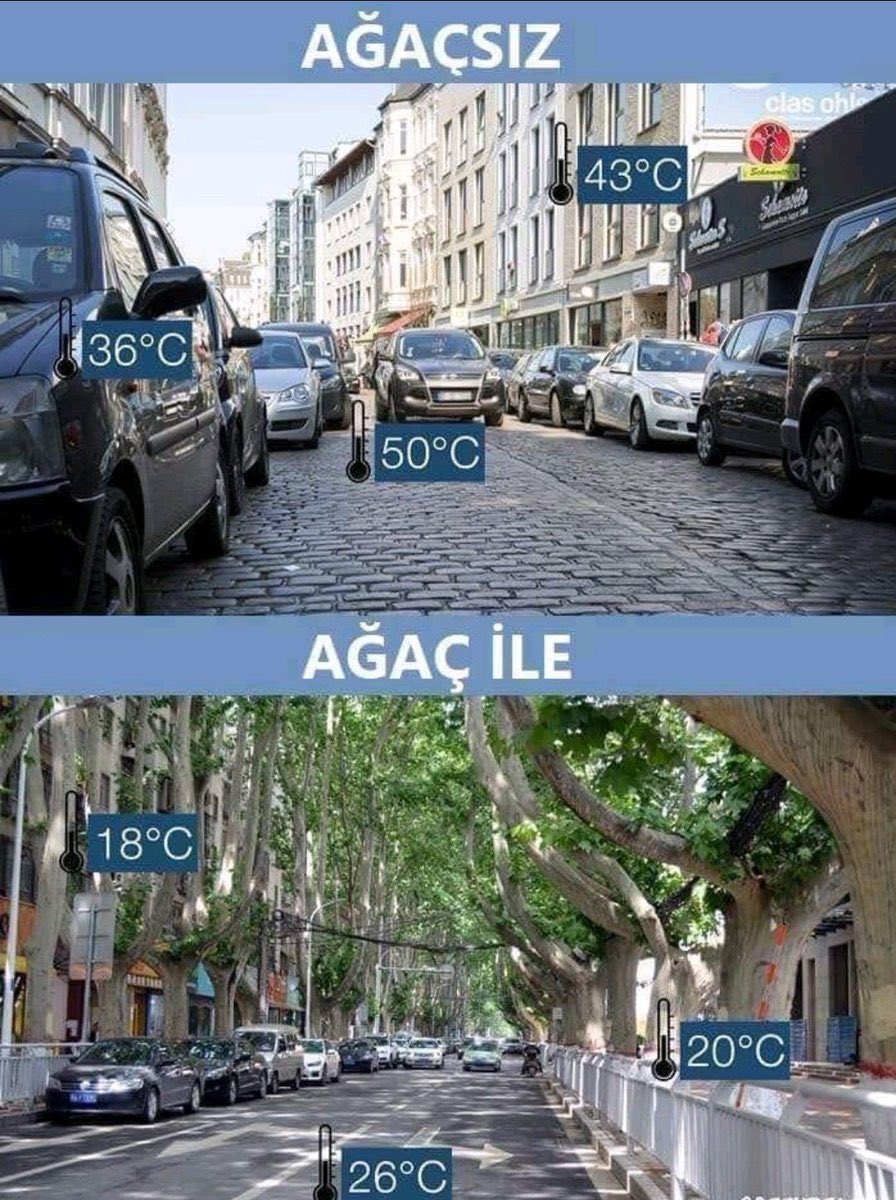 Ağaçların önemi💚