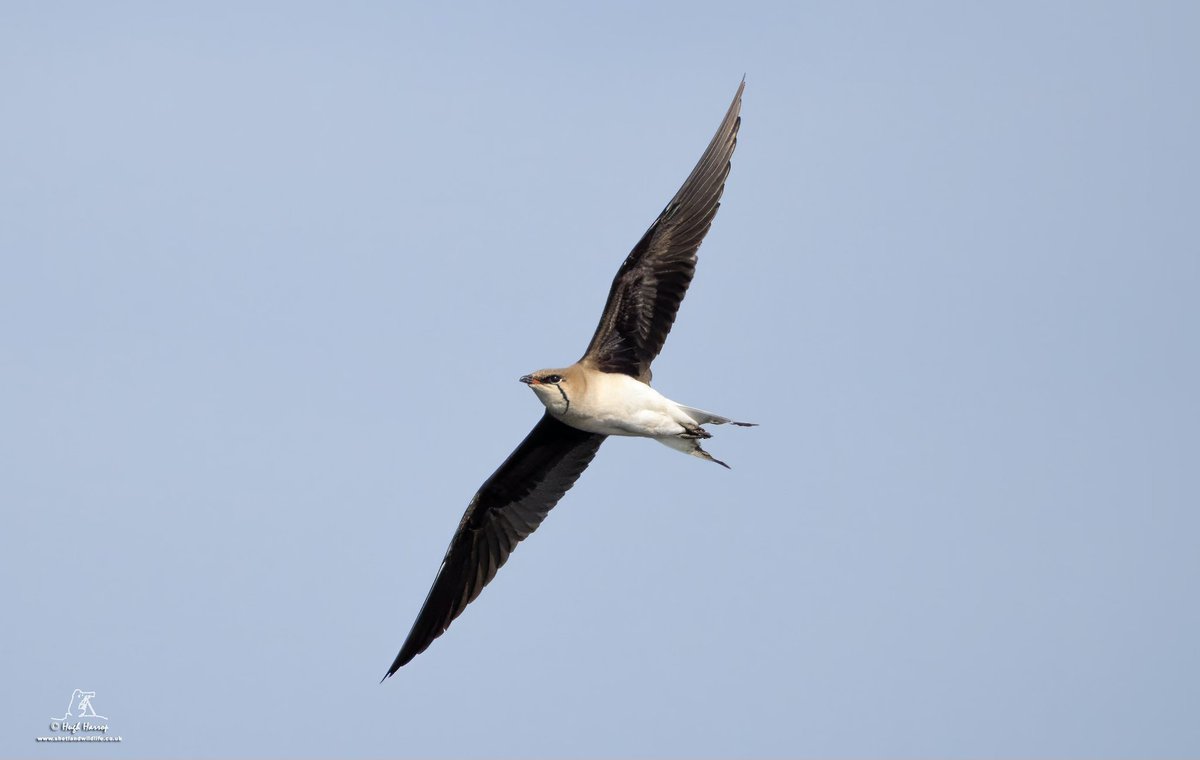 ShetlandWild's tweet image. A few pics from our 21 - 28 June 2025 &apos;Ultimate Shetland&apos; tour. shetlandwildlife.co.uk/holidays/wildl…