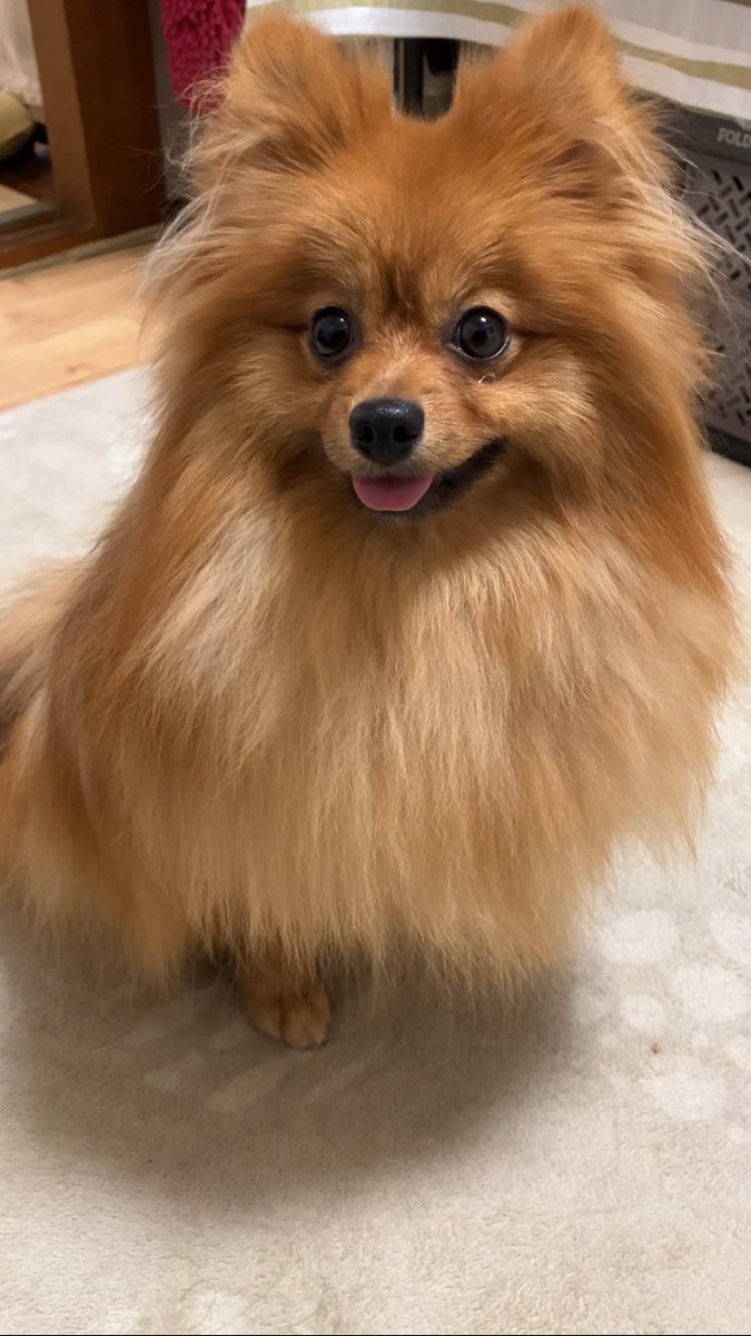 サロン行ってきた🌻
#ポメラニアン #ぽめひま #ポメラニアン🌻