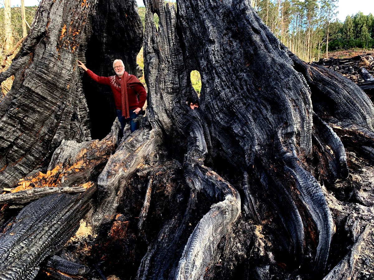 Indy4Franklin's tweet image. Thanks to the Wilderness Society for a day in what’s left of an old forest at Lonnavale, or what’s not left other than burnt biomass. Our forests are worth more standing than they are destroyed for export. We’ve subsidised the industry to the tune of around $1bn in the last 20yrs