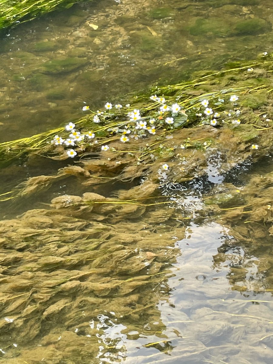 MerryAlbright's tweet image. Heading towards 6 yrs of housing moratorium in the Herefordshire Lugg due to river pollution.
The social, economic & ecological harm on the rural community has been catastrophic.
I find it incredible that we have not implemented restoration & protection actions yet.
Why not?