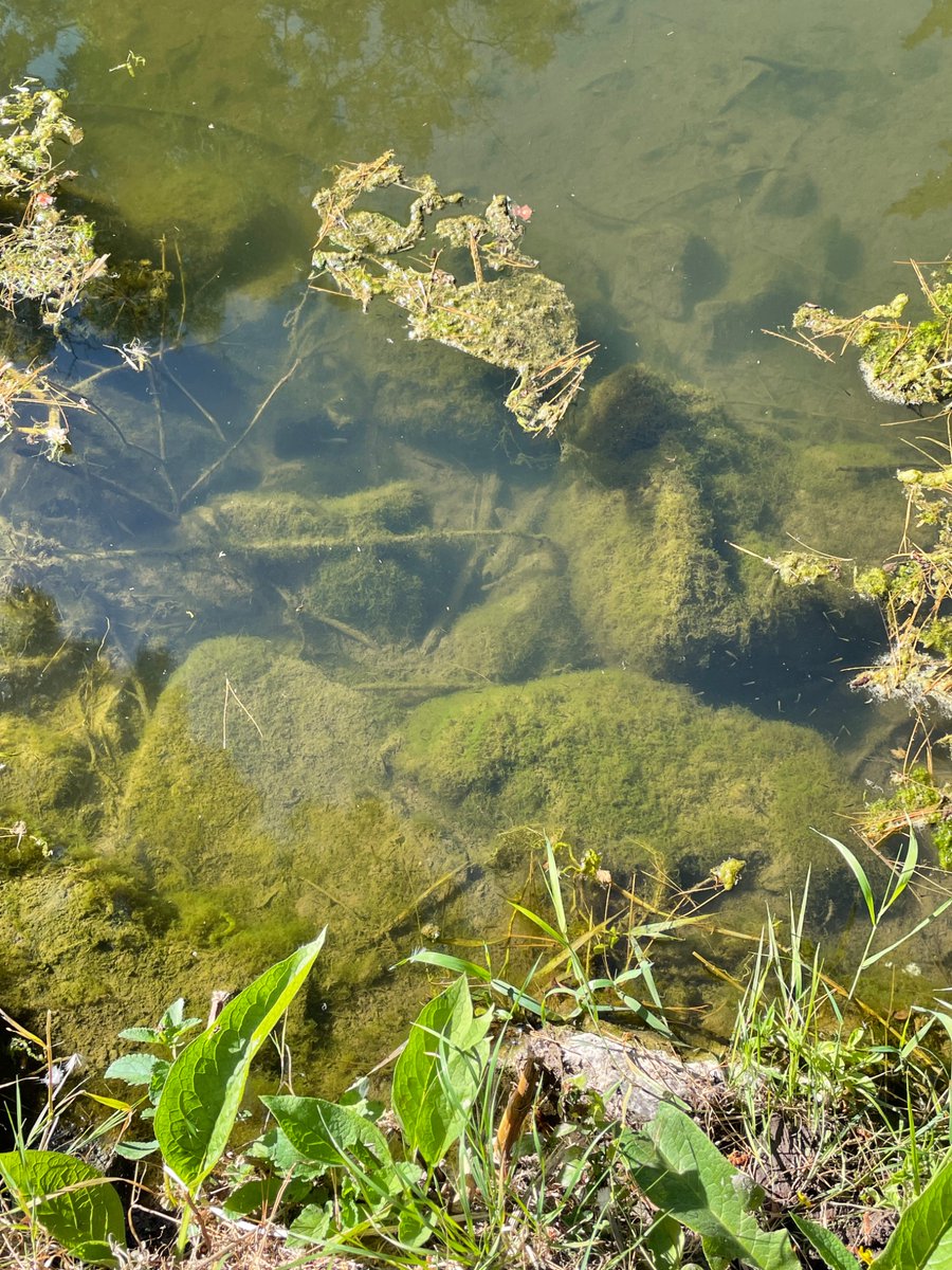 MerryAlbright's tweet image. Heading towards 6 yrs of housing moratorium in the Herefordshire Lugg due to river pollution.
The social, economic & ecological harm on the rural community has been catastrophic.
I find it incredible that we have not implemented restoration & protection actions yet.
Why not?