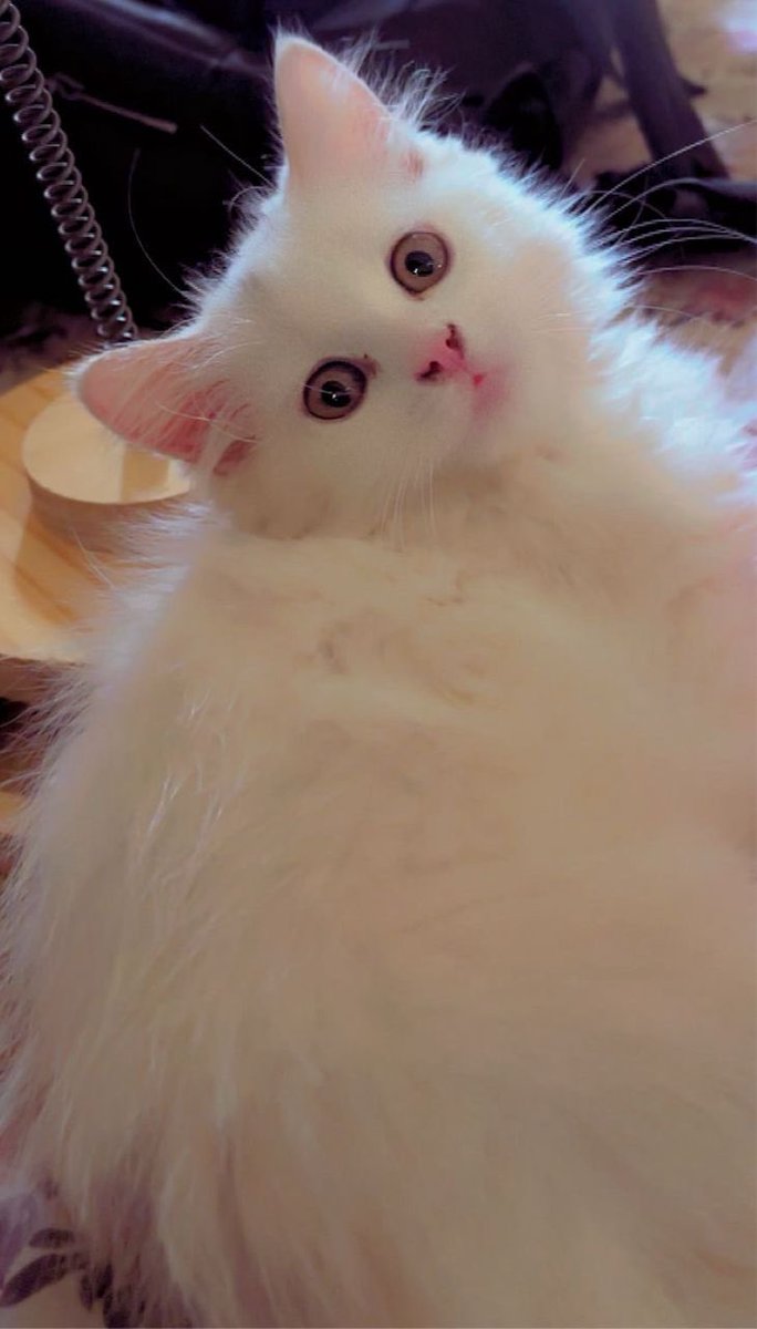 lamba (@vlow_ray) on Twitter photo 