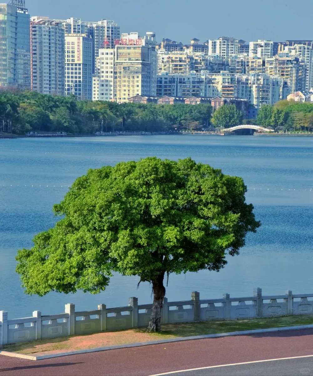 NanhuMedia's tweet image. Everyday beauty, quietly shining at Nanhu Park. 🌿📷
Tree-framed paths, glowing lake views, and moments of peaceful solitude — all waiting to be seen, not staged.

#NanhuPark #HiddenViews #NatureVibes #SlowLife #ScenicNanning #EverydayMagic #PeacefulPlaces