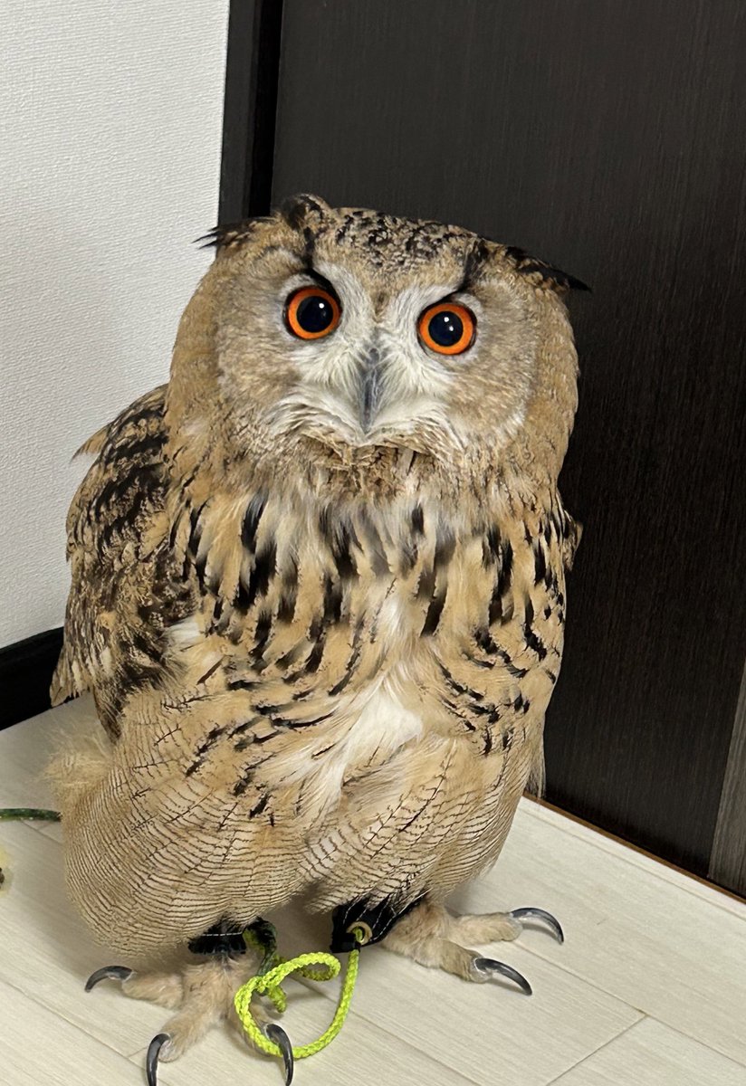 IrtBii's tweet image. 今日もかわいいよ🦉
