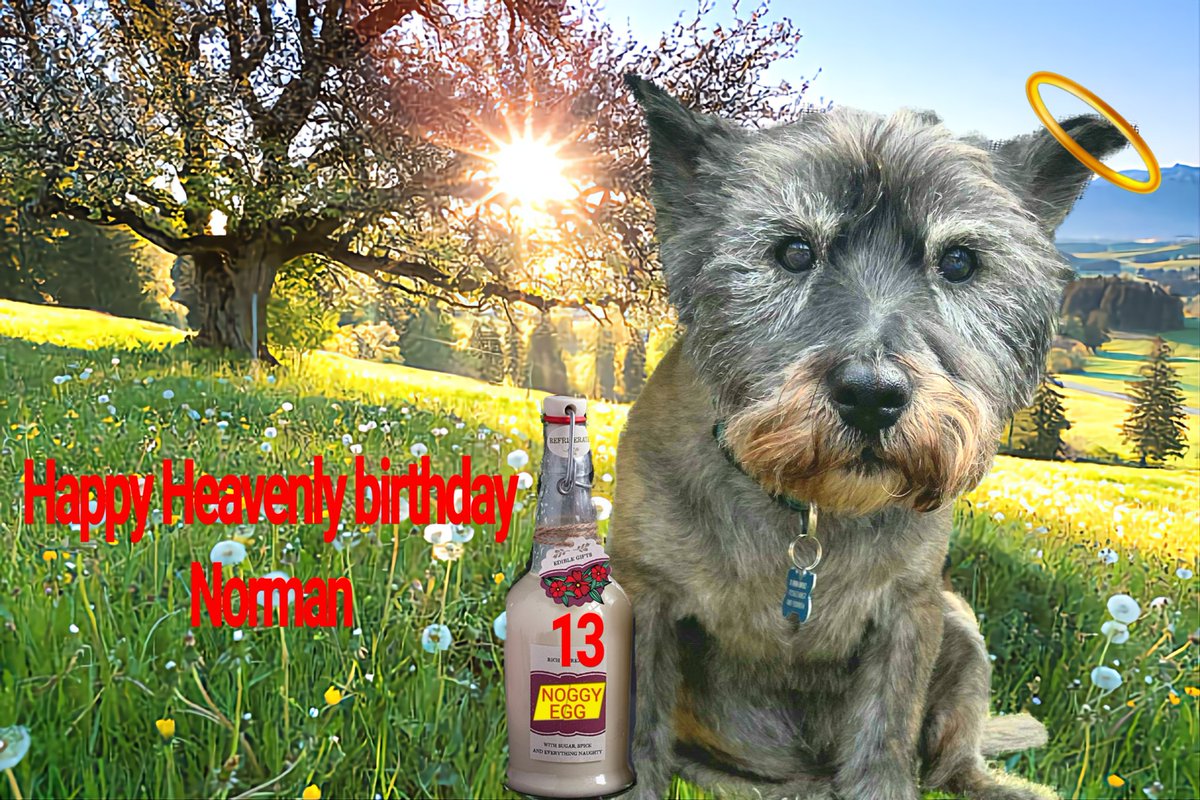 Carole Dillon 🐾 (@gifford_lass) on Twitter photo Happy 13th birthday in Heaven to my boy.
Have a great day with your bestie, don't get get into too much trouble now you're a teenager!!
#HappyBirthday #birthdayboy <a href="/Norman_Dillon1/">Norman the Bandit Bovver🌈</a> <a href="/jennystape/">JACK BovverBoy</a> #BovverBoys #TerribleTeen #BovverBoysForever Happy 13th birthday in Heaven to my boy.
Have a great day with your bestie, don't get get into too much trouble now you're a teenager!!
#HappyBirthday #birthdayboy <a href="/Norman_Dillon1/">Norman the Bandit Bovver🌈</a> <a href="/jennystape/">JACK BovverBoy</a> #BovverBoys #TerribleTeen #BovverBoysForever