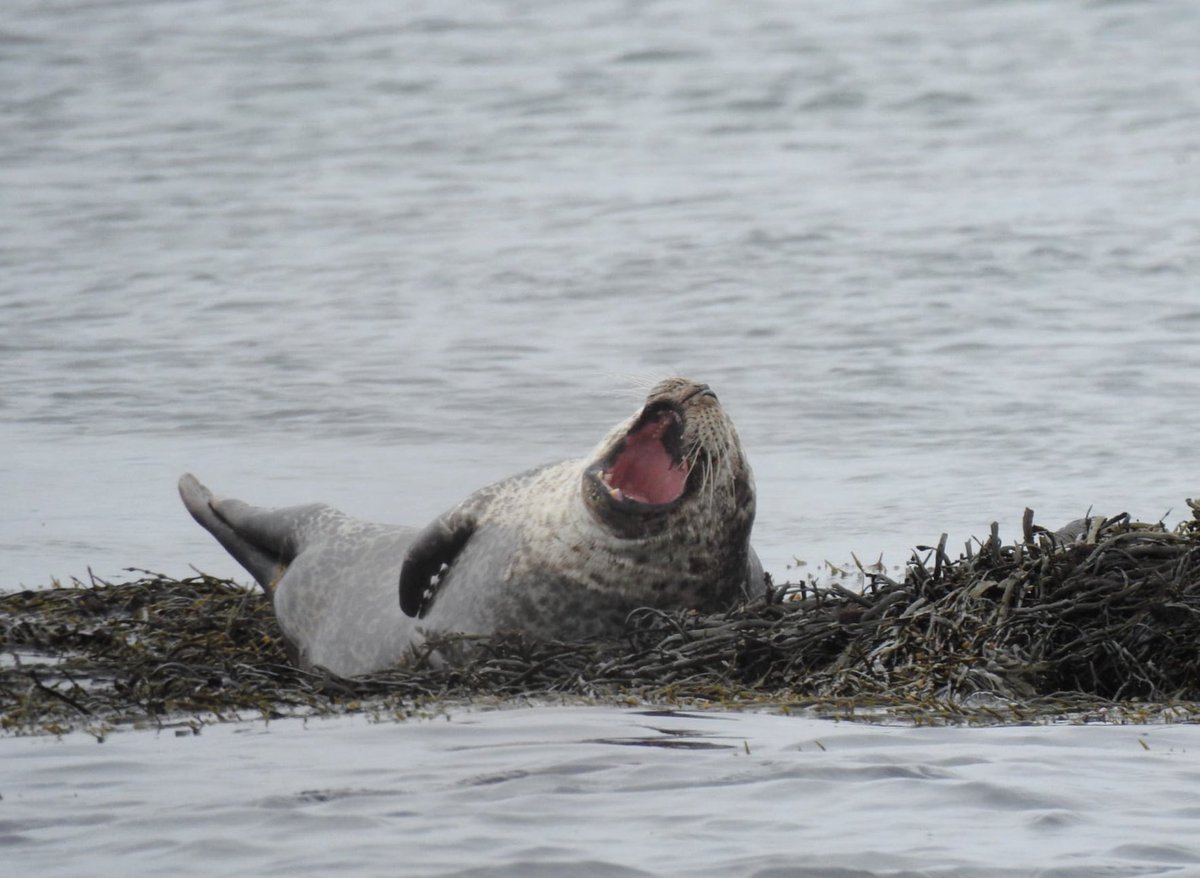 Cada día quedan menos focas en #islandia ¿llegarán a desaparecer como las morsas? Excelente artículo del blog #laescapada …padadelturistaaccidental.blogspot.com/2019/07/island…