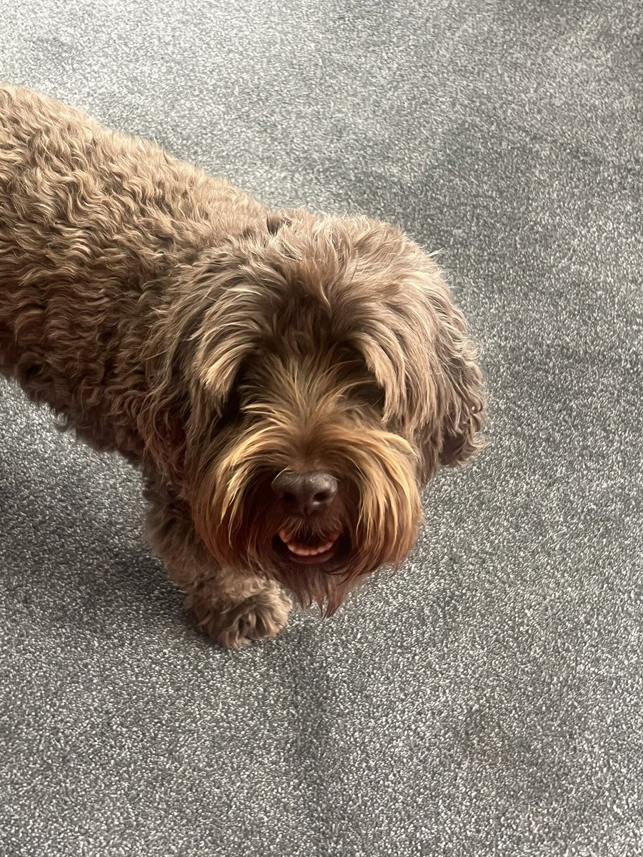 Fooming. Muvver has been to visit her friend’s doggy. She had better not be getting any ideas - you can’t tell which is him and which is the rug pfft. 😼😼
