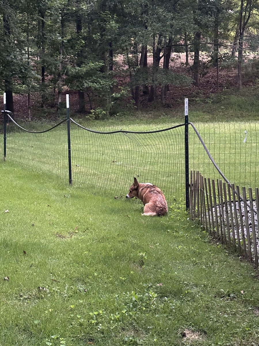 Watching for intruders. #CorgiCrew