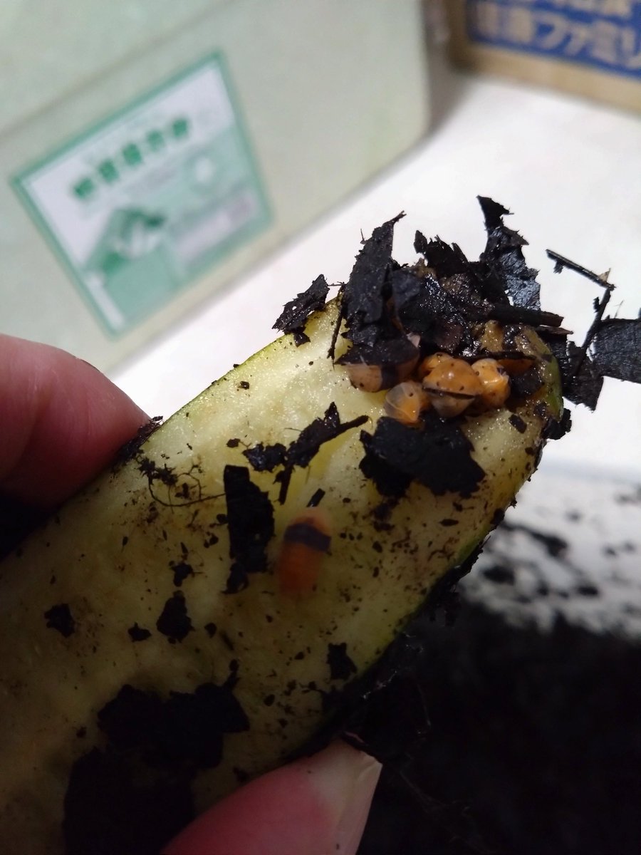 ダンゴムシ増えない🥺