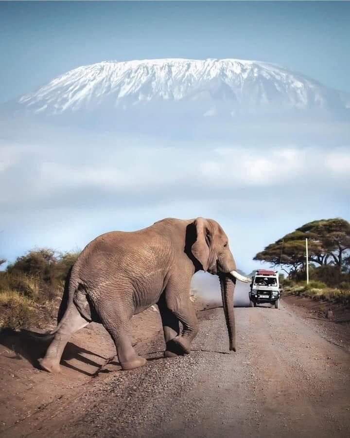 Stunning perspective. 
The Elephant is in Kenya. 🇰🇪 
The Mountain is in Tanzania. 🇹🇿 
And Africa is a country.