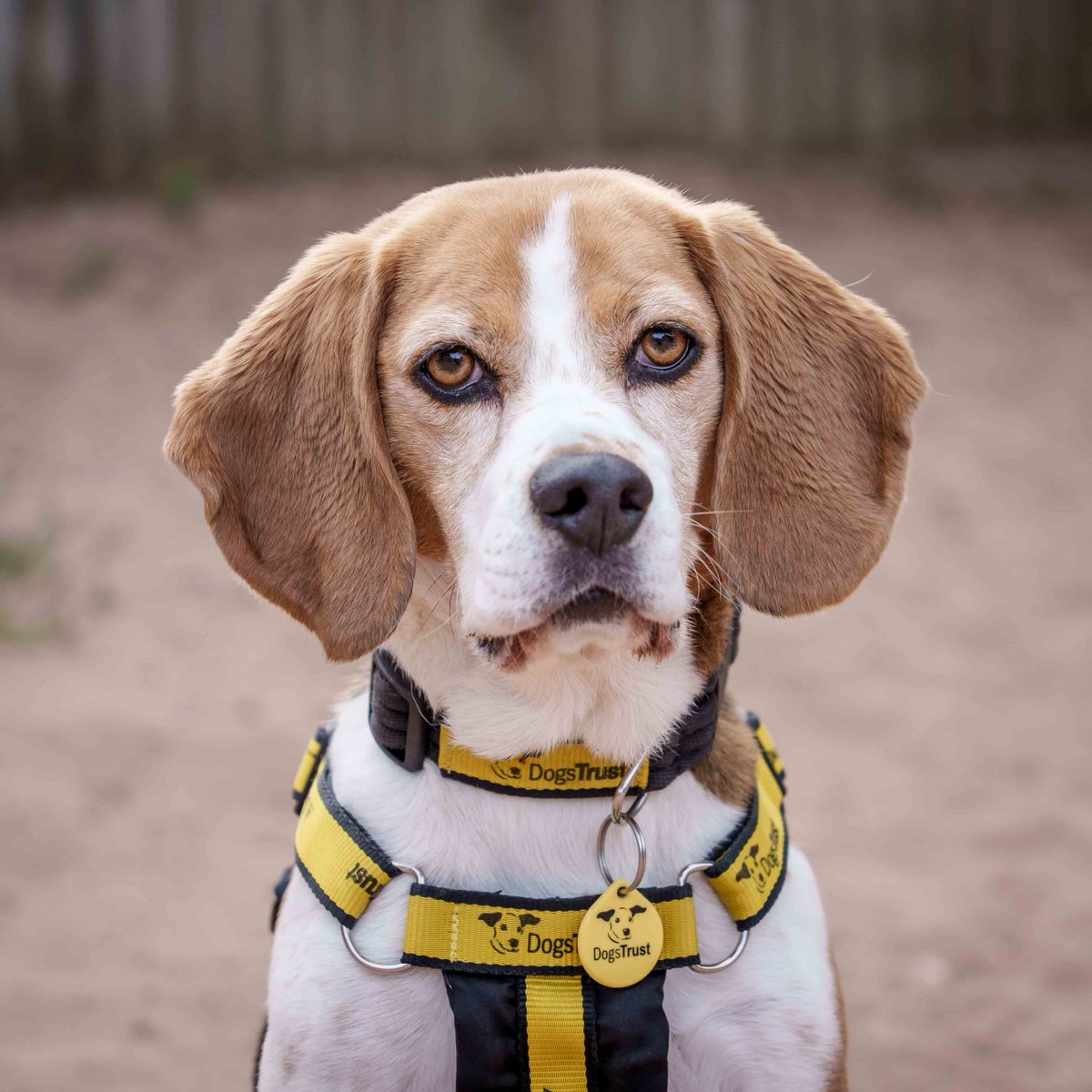 💛 Wilma 💛⁣
Wilma loves her adventures sniffing and exploring new countryside places! She travels well in the car, so would make a fun walking buddy for her forever family! She adores her toys and treats, so you have plenty of ways to capture her heart! 😍