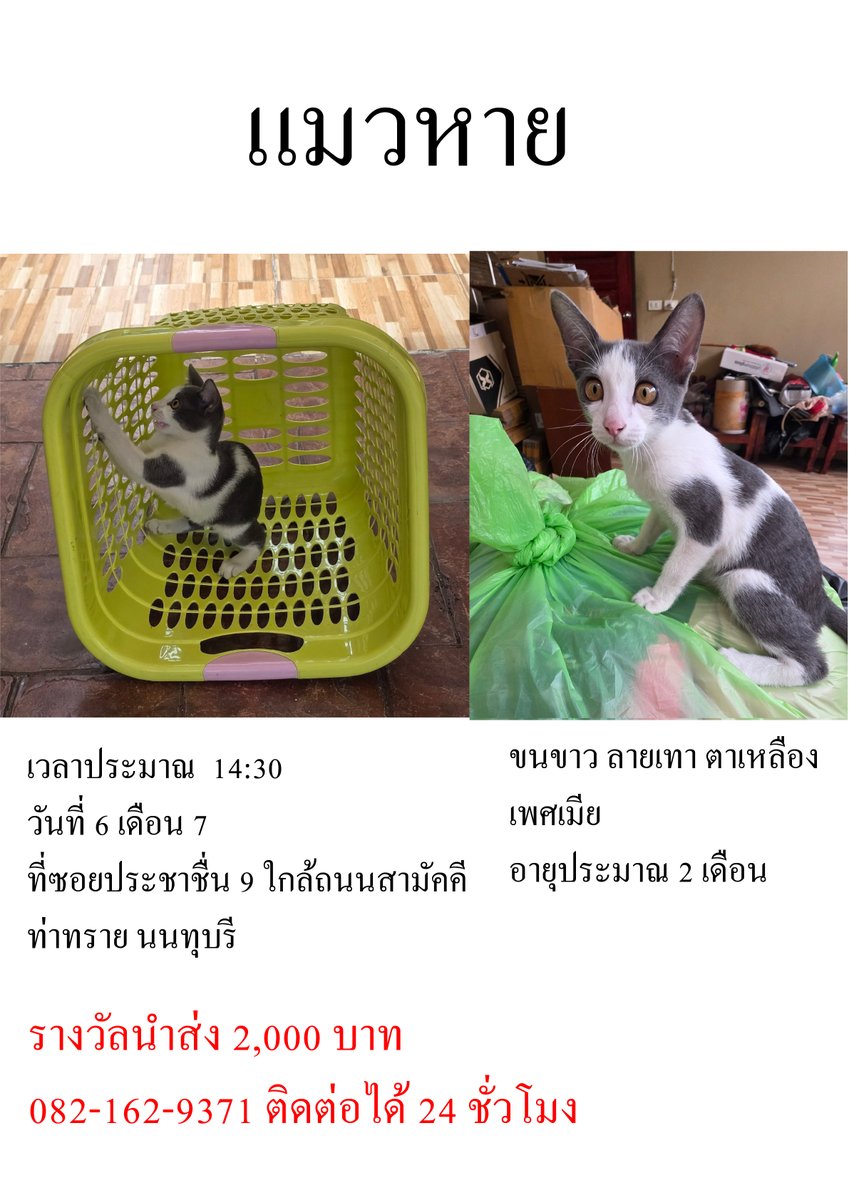 🚨 Please RT

ตามหาแมวหายครับ หายที่ประชาชื่นซอย 9 แถวถนนสามัคคี ท่าทราย นนทบุรี พบเห็นโทรแจ้ง 0821629371 ได้เลยครับขอบคุณมากครับ