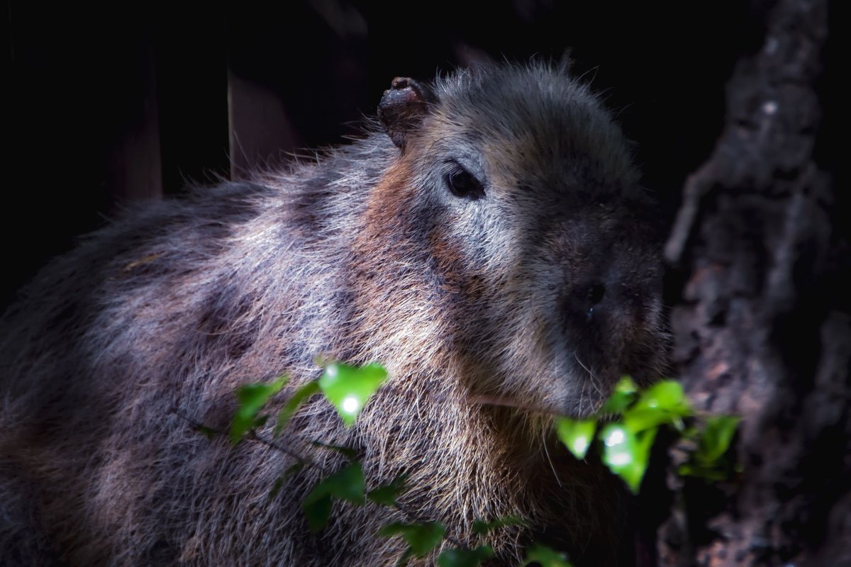 ✅ Trivia Answer Time!
The correct answer is… A) They can hold their breath for up to 5 minutes! 🐾💦

Capybaras are excellent swimmers and often hide underwater to escape predators — just their noses and eyes peeking out! 👀

Thanks for playing, animal lovers!

#CapybaraTrivia