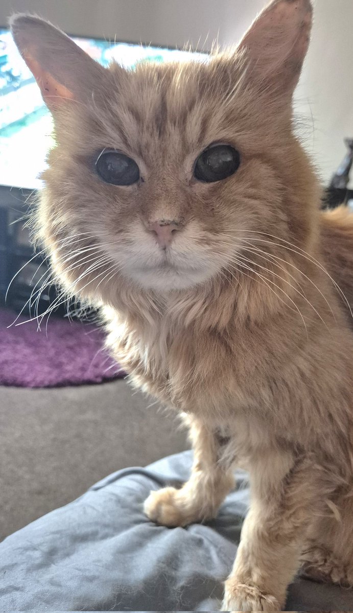 Hmm odd stuff mum has done so far today that makes me want to rehome her..tried the electric bug zapper thing on herself to see if it hurts and asked if she had a leg off could she keep it and eat it..oi Wenchie McWeirdo  take ya meds!!! 🙀🙀🙀